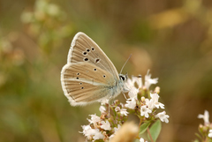 Polyommatus damon