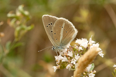 Polyommatus damon