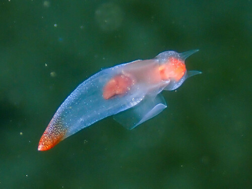 Naked Sea Butterfly