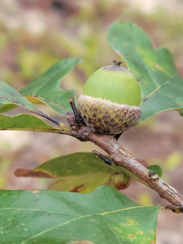 Image of Quercus margaretiae by (c) Jay Horn, some rights reserved (CC BY)