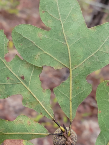 Image of Quercus margaretiae by (c) Jay Horn, some rights reserved (CC BY)