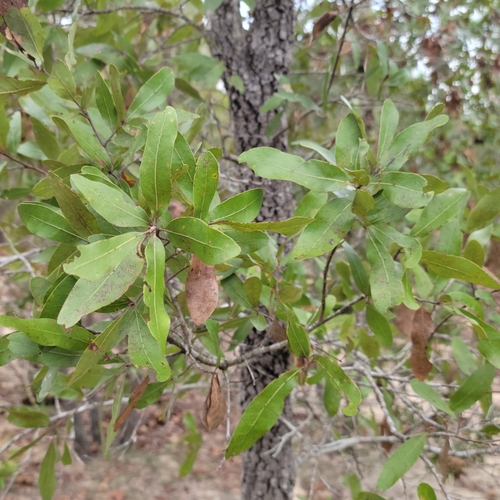Image of Quercus incana by (c) Jay Horn, some rights reserved (CC BY)