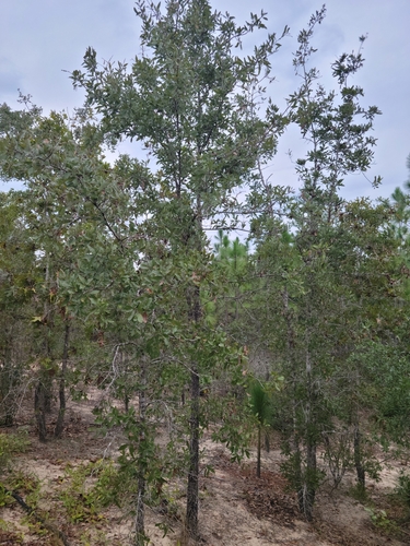 Image of Quercus incana by (c) Jay Horn, some rights reserved (CC BY)