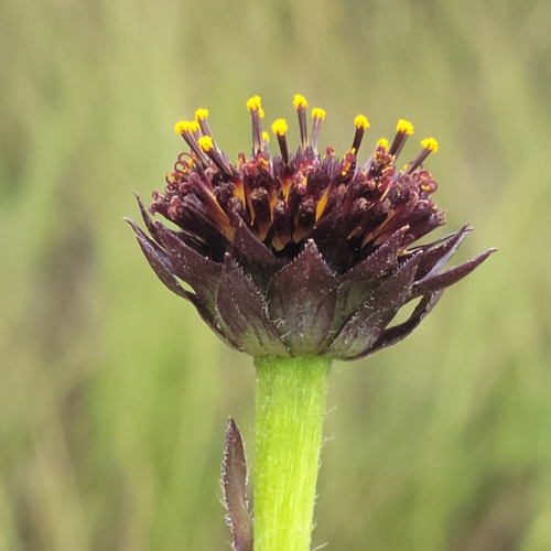 Image of Helianthus radula by (c) Jay Horn, some rights reserved (CC BY)