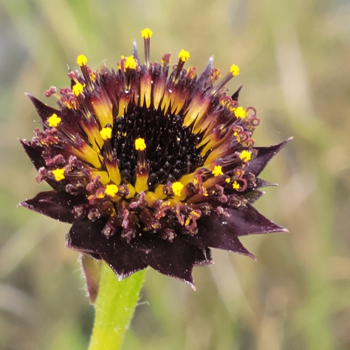 Image of Helianthus radula by (c) Jay Horn, some rights reserved (CC BY)