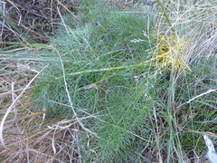 Anisotome cauticola
