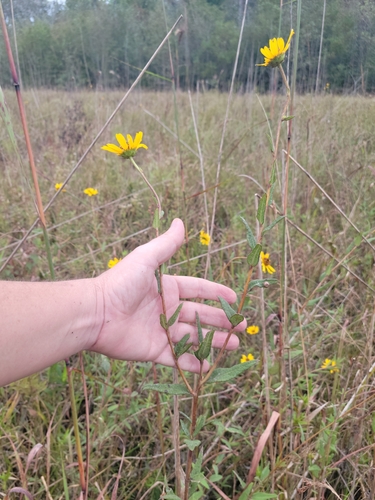 Helianthus floridanus