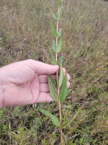 Image of Helianthus floridanus by (c) Jay Horn, some rights reserved (CC BY)