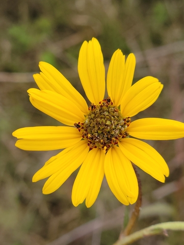 Image of Helianthus floridanus by (c) Jay Horn, some rights reserved (CC BY)