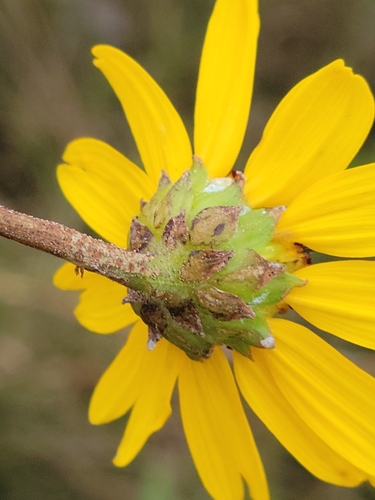 Image of Helianthus floridanus by (c) Jay Horn, some rights reserved (CC BY)