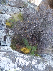 Anisotome cauticola