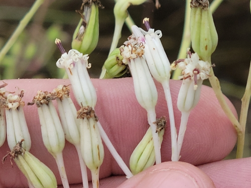 Image of Arnoglossum ovatum by (c) Jay Horn, some rights reserved (CC BY)