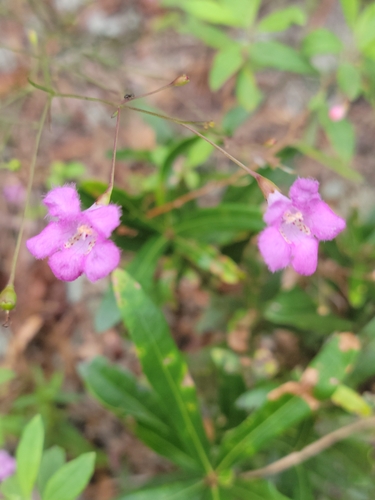 Twoline False Foxglove (Agalinis laxa)