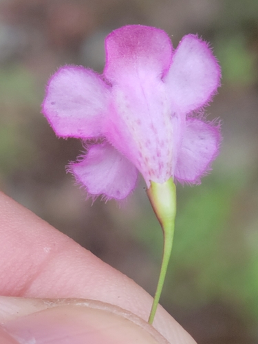 Image of Agalinis laxa by (c) Jay Horn, some rights reserved (CC BY)