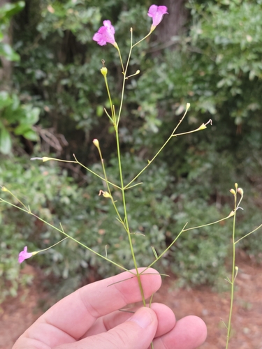Image of Agalinis laxa by (c) Jay Horn, some rights reserved (CC BY)