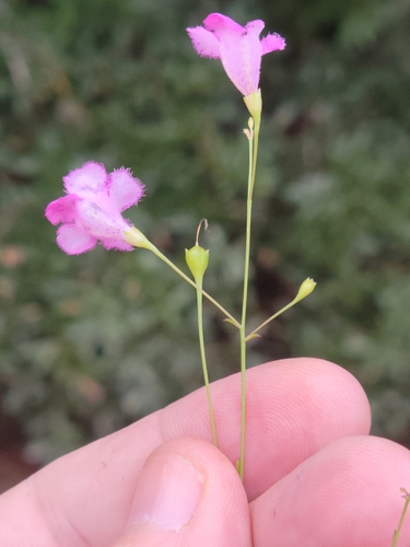 Image of Agalinis laxa by (c) Jay Horn, some rights reserved (CC BY)