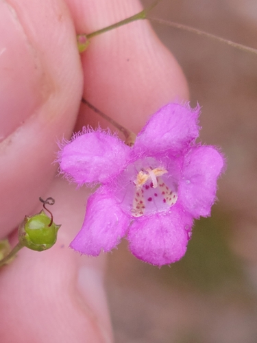 Image of Agalinis laxa by (c) Jay Horn, some rights reserved (CC BY)