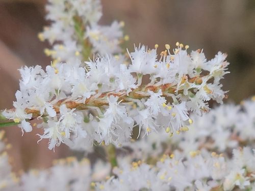 Image of Polygonella fimbriata by (c) Jay Horn, some rights reserved (CC BY)
