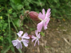 Silene × hampeana
