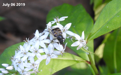 Lasiotrichius succinctus