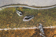 Semisulcospira