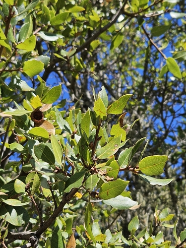 Image of Quercus parvula by no rights reserved