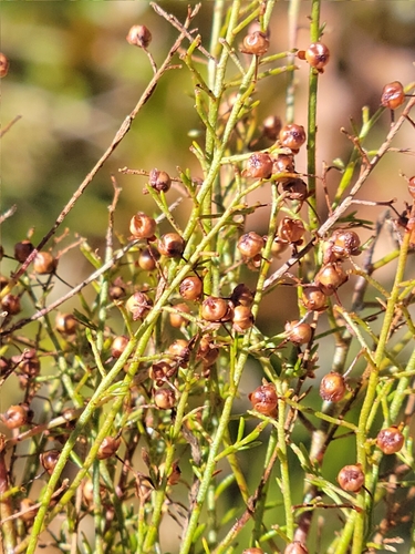 Image of Lechea deckertii by (c) Jay Horn, some rights reserved (CC BY)