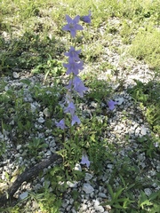 Campanula sarmatica