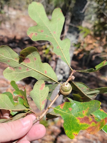 Image of Quercus margaretiae by (c) Jay Horn, some rights reserved (CC BY)