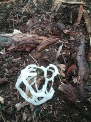 Ileodictyon cibarium