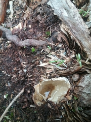 Ileodictyon cibarium