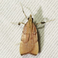 Paragalasa exospinalis