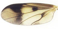 Sigmoleia melanoxantha