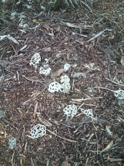 Ileodictyon cibarium