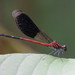 Euphaea formosa - Photo (c) 避暑山莊, algunos derechos reservados (CC BY-NC), uploaded by 避暑山莊