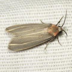 Haematomis uniformis