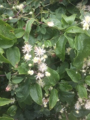 Clematis vitalba