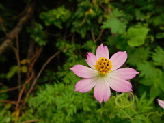 Cosmos caudatus