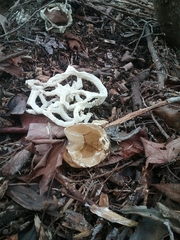 Ileodictyon cibarium