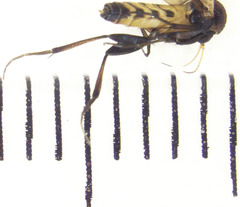 Sigmoleia melanoxantha