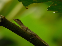 Anolis fuscoauratus
