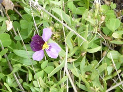 Viola beckwithii