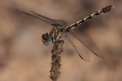 Progomphus obscurus