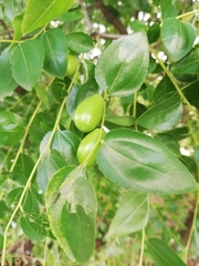 Ziziphus jujuba