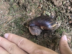 Lissachatina immaculata