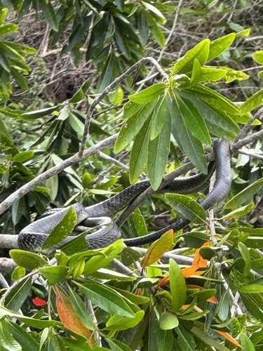 Common Tree Snake sighting