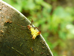 Micrathena fissispina
