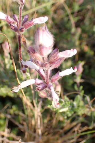 Image of White Sagebush (Syncolostemon albiflorus) by no rights reserved