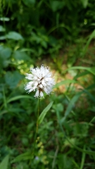 Bistorta bistortoides