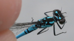 Coenagrion interrogatum